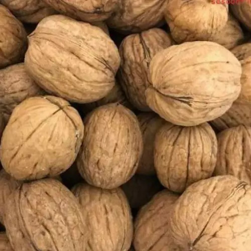 گردوپوست کاغذی خارجی آمریکا